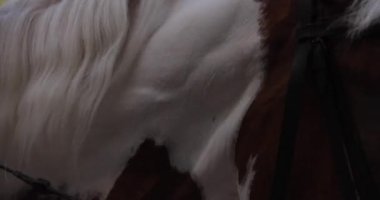 Tarlada beyaz bir ata binen yakın plan bir sürücü.