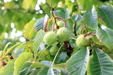 Kestaneler hala ağaçta asılı. 