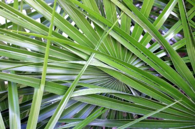 Birbiri üzerine eklenmiş palmiye yaprakları