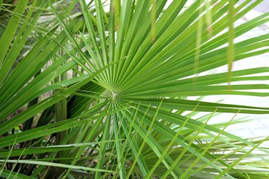 Birbiri üzerine eklenmiş palmiye yaprakları