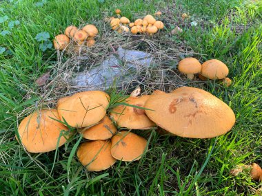 Kesik bir ağacın etrafında büyüyen bir dizi mantar.