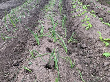 İşareli ve soğanlı bir ekin tarlası.