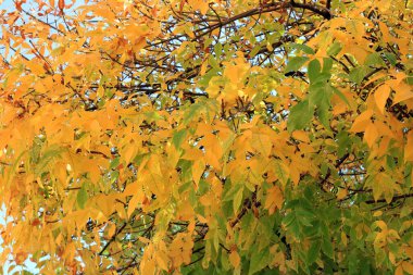 Ağaç yaprakları sonbaharda renk değiştirir