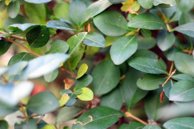 Bazı çalıların yapraklarına yakın çekim