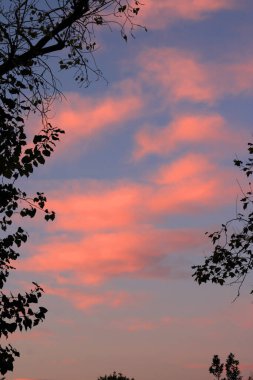 Parktan gelen pembe bulutlarla gün batımı 