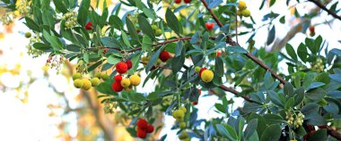 Meyveleri sallanan Arbutus ağacı.