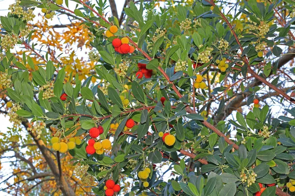 Tree Arbutus Its Fruits Hanging — Stock Photo, Image