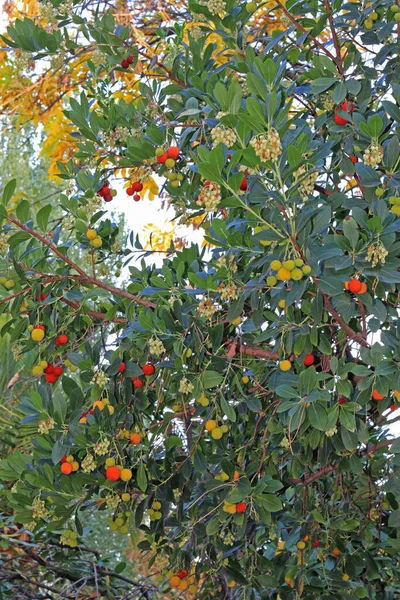Baum Des Erdbeerbaums Mit Hängenden Früchten — Stockfoto