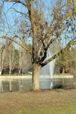 Kışın gölün kıyısında sulugöz söğüt ağacı