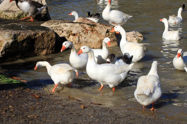 Group White Geese Shore Lake — Stock Photo, Image