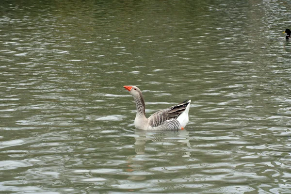 Ganso Cinzento Nadando Lago — Fotografia de Stock