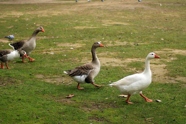 Oies Grises Marchant Sur Herbe — Photo