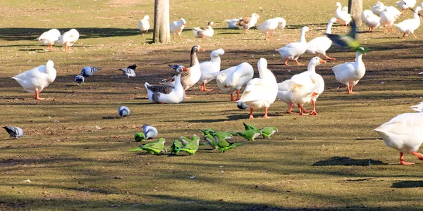 Grupo Papagaios Verdes Comendo Entre Gansos — Fotografia de Stock