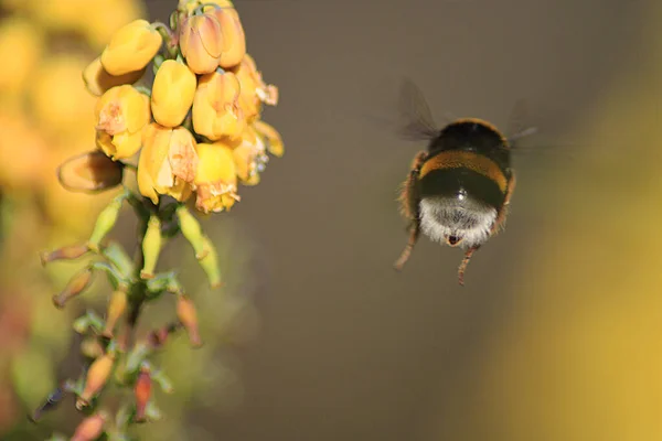 Bumblebee Latające Nad Żółtymi Kwiatami Obrazy Stockowe bez tantiem