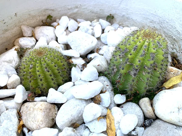 Två Små Kaktusar Omgivna Vita Stenar — Stockfoto