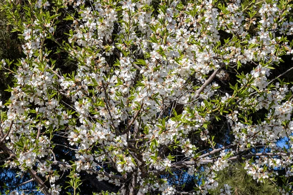 Mandelbaum Voller Blüte Mit Blauem Himmel Hintergrund — Stockfoto