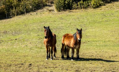 Otlakta otlayan bedava atlar.