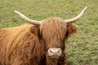 İskoçya 'dan kürklü bir ineğin yakın çekimi.