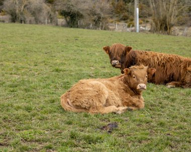 İskoç dağlarında uzanan tüylü bir ineğin buzağıları