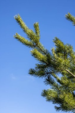 Arka planda mavi gökyüzü olan bir çam dalına yakın çekim