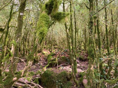 Yapraklı orman yosunla kaplı.