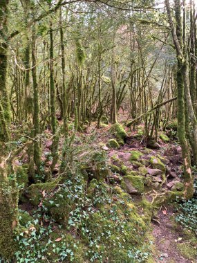 Yapraklı orman yosunla kaplı.