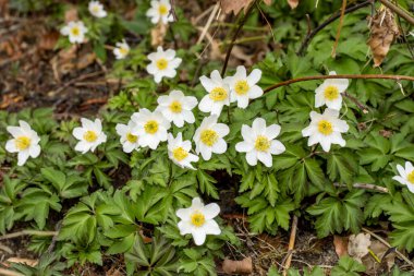Sarı merkezli bir grupta güzel beyaz çiçekler 