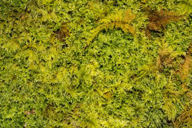 Yeşilin çeşitli tonlarında yosun var.