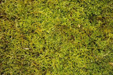 Yeşilin çeşitli tonlarında yosun var.