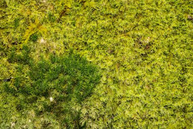 Yeşilin çeşitli tonlarında yosun var.