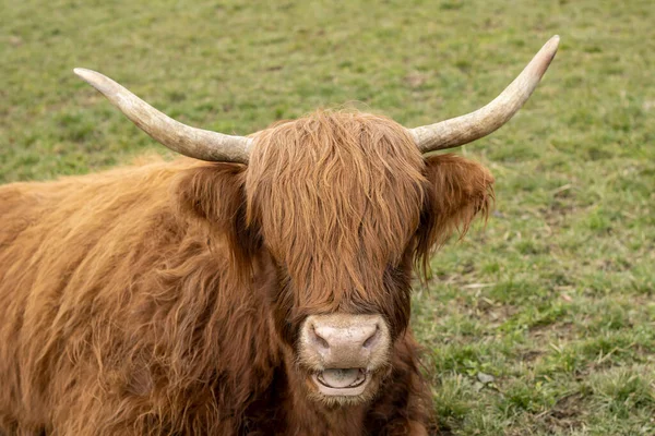 İskoçya 'dan kürklü bir ineğin yakın çekimi.