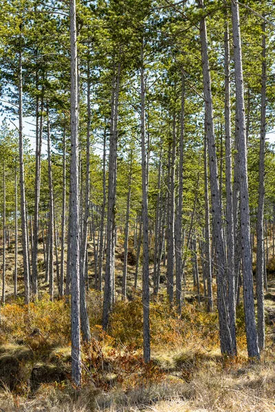 Forêt Pins Dans Les Pyrénées — Photo