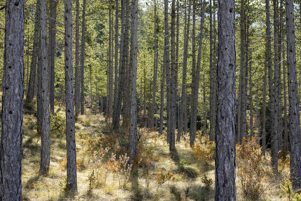 Pine forest in the Pyrenees 