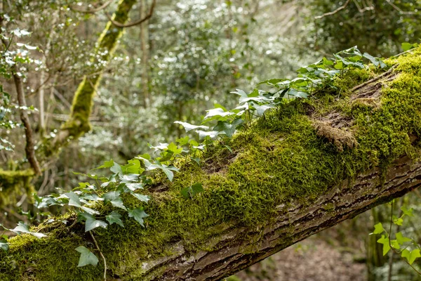 Ivy Mos Die Stam Van Een Boom Bedekken — Stockfoto