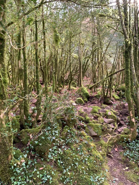 Laubwald Mit Moos Bedeckt — Stockfoto