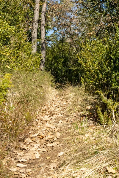 Mountain Trails Covered Greenery — Stock Photo, Image