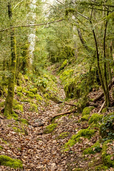 Bergpaden Bedekt Met Groen — Stockfoto