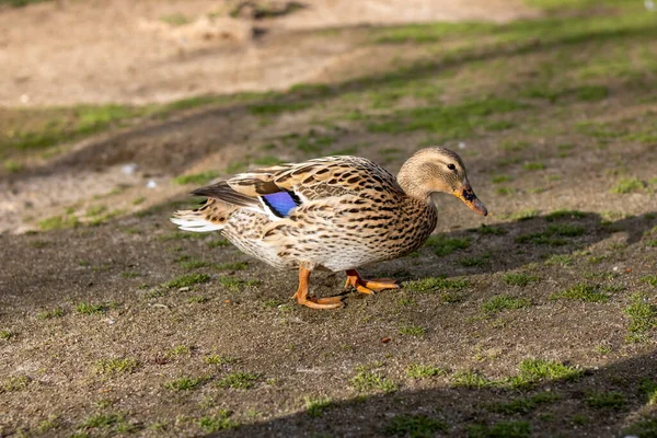 Common Duck Female Walked Alone — Stock Photo, Image