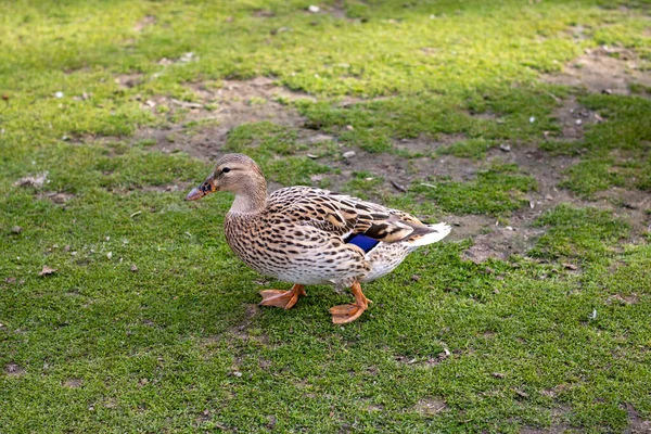 Comum Pato Fêmea Andou Sozinho — Fotografia de Stock