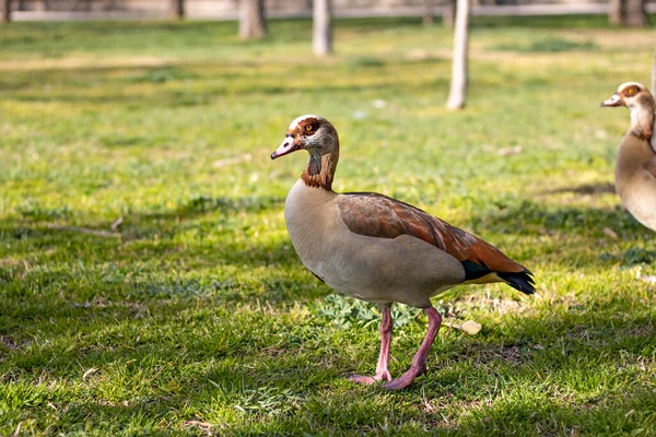 Nile Goose Walking Profile — Stock Photo, Image