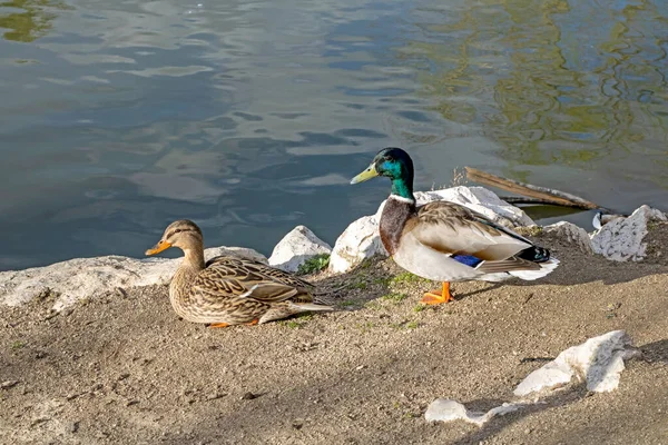 Couple Common Ducks Shore Lake — Stock Photo, Image