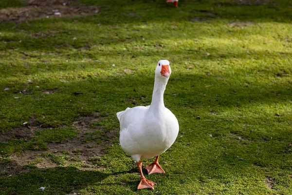 Adult White Goose Walking Front Camera — Stock Photo, Image