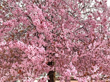 Badem çiçekleri pembe taç yapraklarıyla 