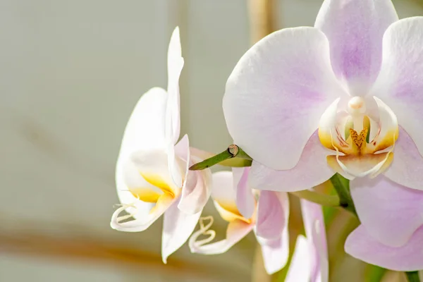 Primo Piano Orchidee Con Bellissimi Petali Bianchi Viola — Foto Stock