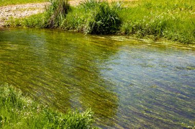Nehrin deresindeki su bitkileri 