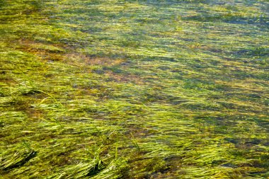 Nehrin deresindeki su bitkileri 