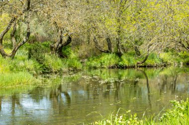 Etrafı bitki dolu bir nehir.