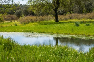 Etrafı bitki dolu bir nehir.