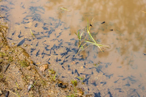 Newborn tadpoles in the water of a puddle