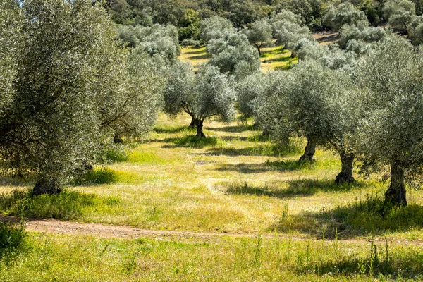 Olive Tree Row Ascending Direction — Foto Stock